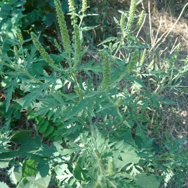 Ambrosia artemisiifolia ফল