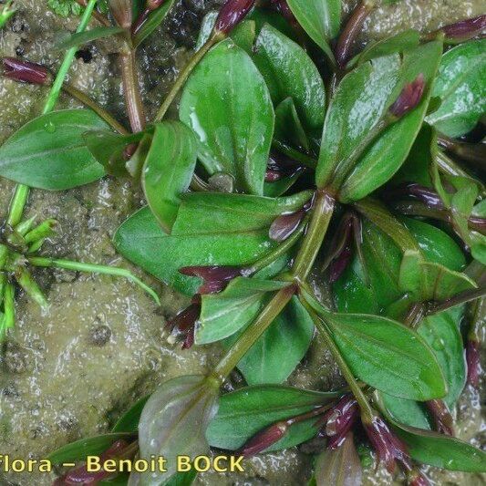 Lindernia procumbens Outro