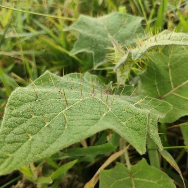 Solanum viarum Levél