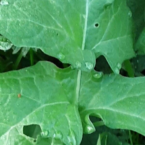 Sisymbrium officinale Folio