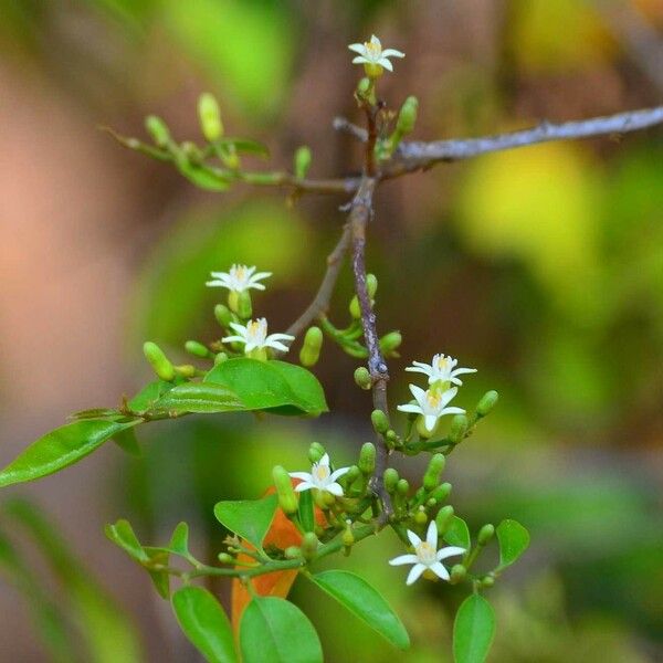 Olax dissitiflora 花