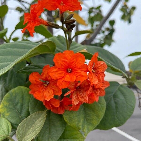 Cordia sebestena Blomma