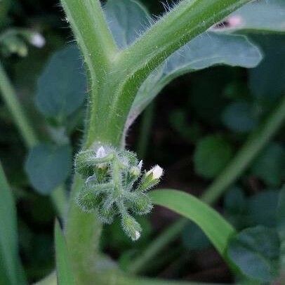 Solanum physalifolium Kwiat