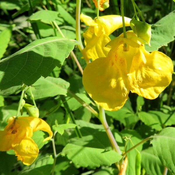 Impatiens noli-tangere Blüte