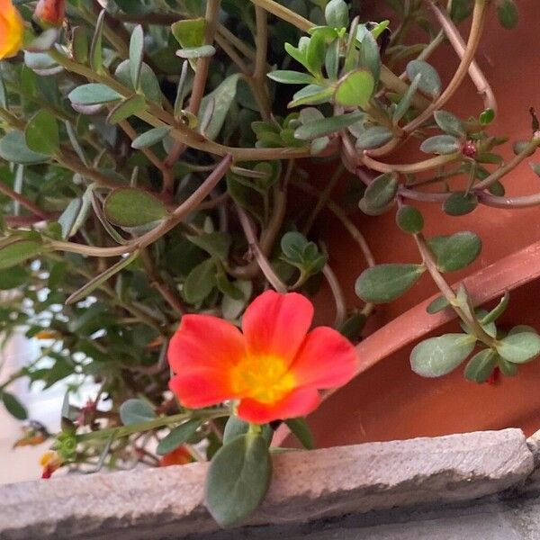 Portulaca umbraticola Blomma