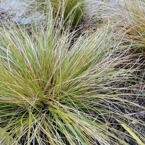 Trichophorum cespitosum Leaf