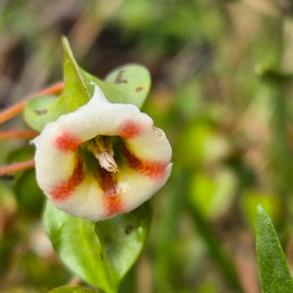 Trichodesma marsabiticum Flower