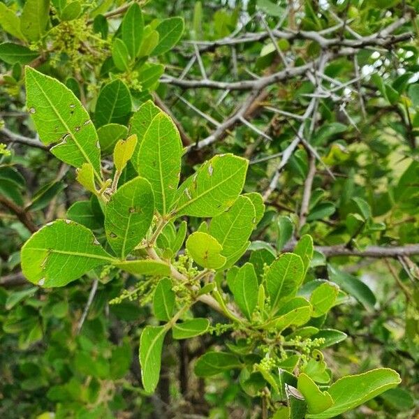 Searsia natalensis Frunză