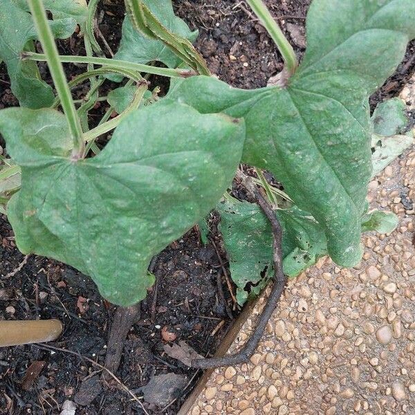 Dioscorea alata Blatt