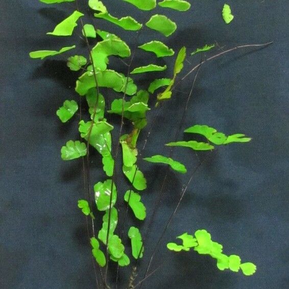 Adiantum philippense മറ്റ്