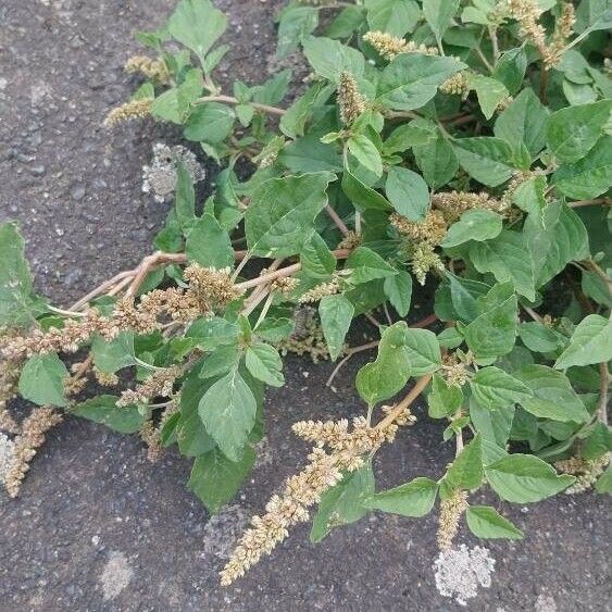 Amaranthus deflexus Leaf