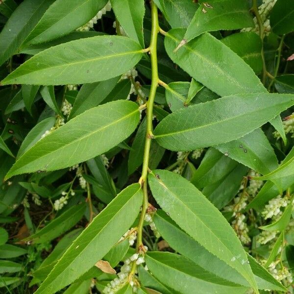 Leucothoe fontanesiana List