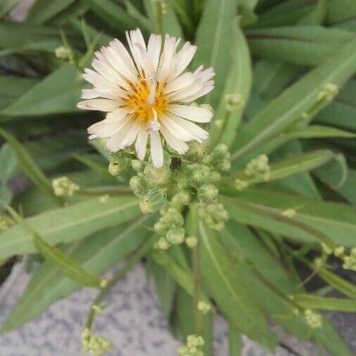 Lactuca indica Квітка
