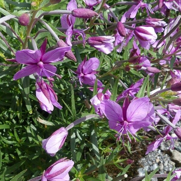 Epilobium dodonaei Квітка