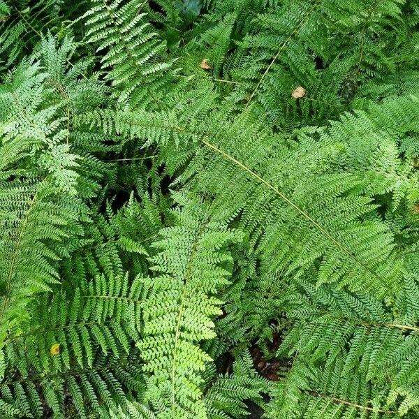 Polystichum setiferum Feuille