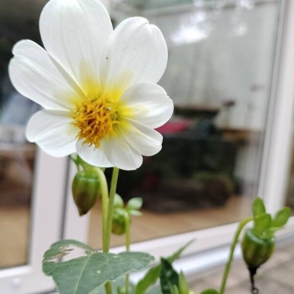 Dahlia tenuicaulis Blomst