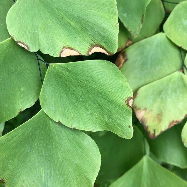 Adiantum peruvianum Leaf