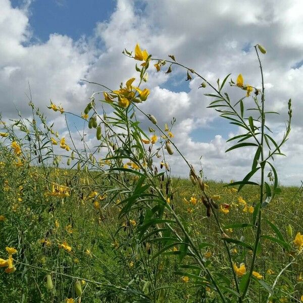 Crotalaria juncea 果實