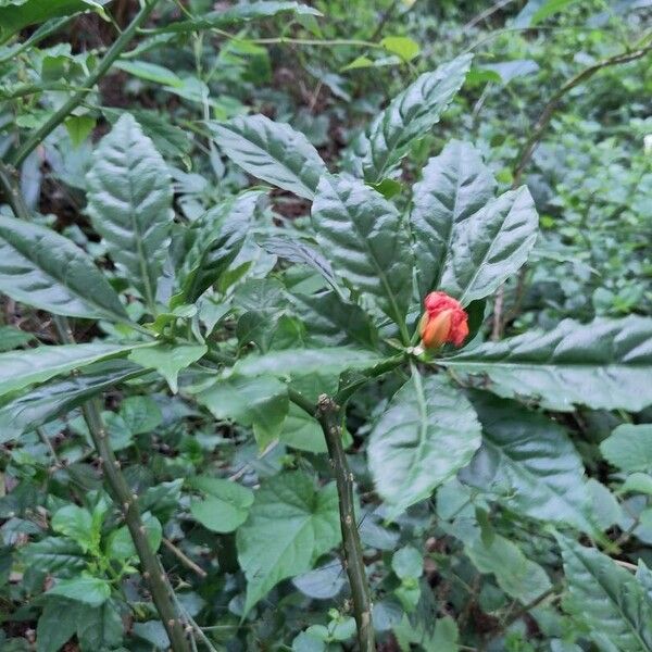 Leuenbergeria bleo Leaf