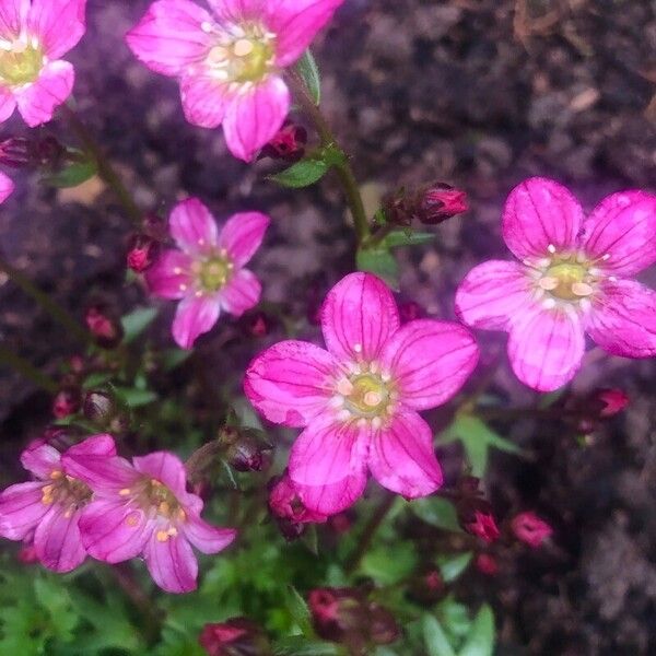 Saxifraga rosacea Virág