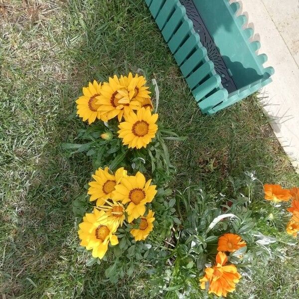 Gazania rigens Flower