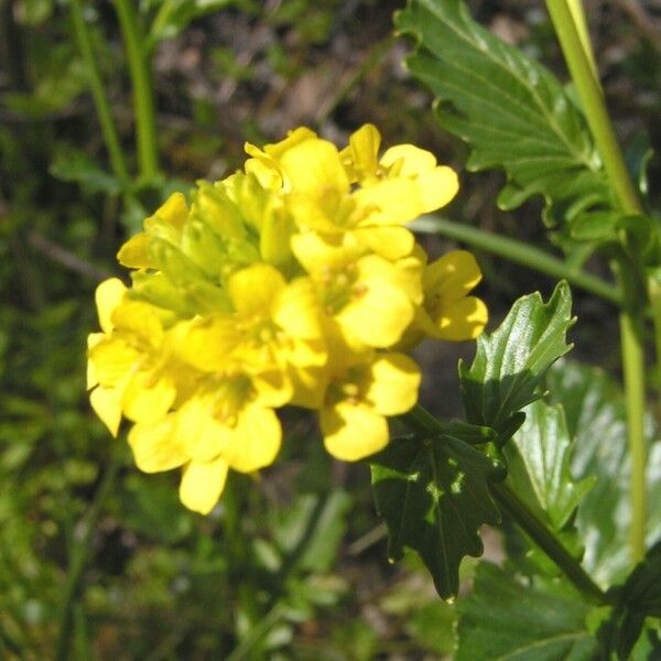 Barbarea stricta Květ