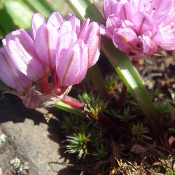 Allium cratericola Kvet