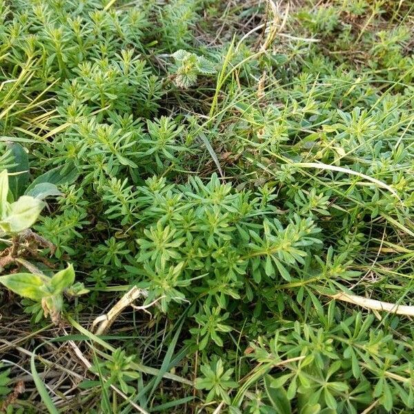 Galium aparine Habit