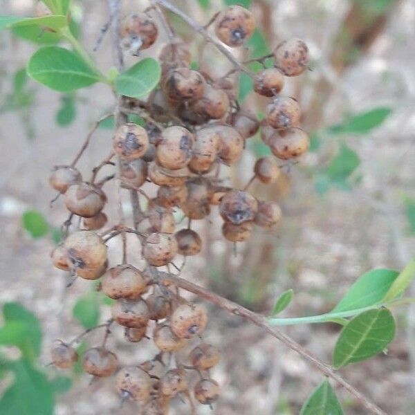 Lawsonia inermis Плід