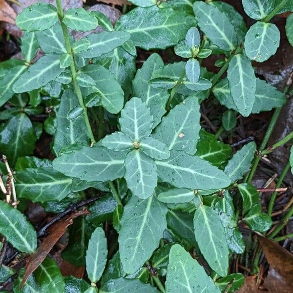 Euonymus fortunei Feuille