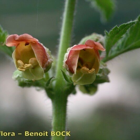 Scrophularia grandiflora Cvet