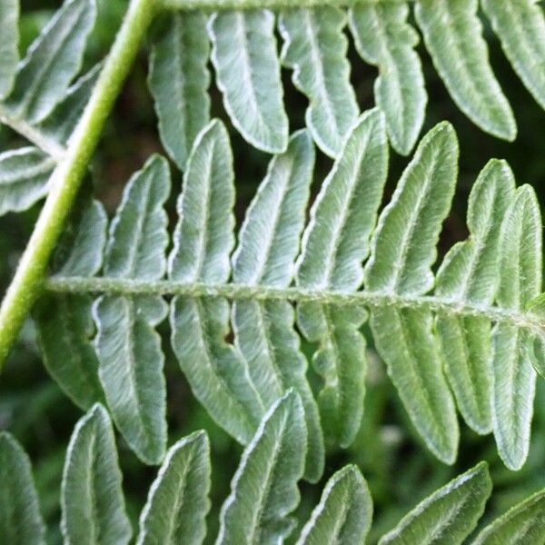 Pteridium aquilinum Leaf
