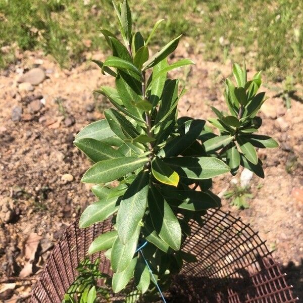 Bupleurum fruticosum Blad