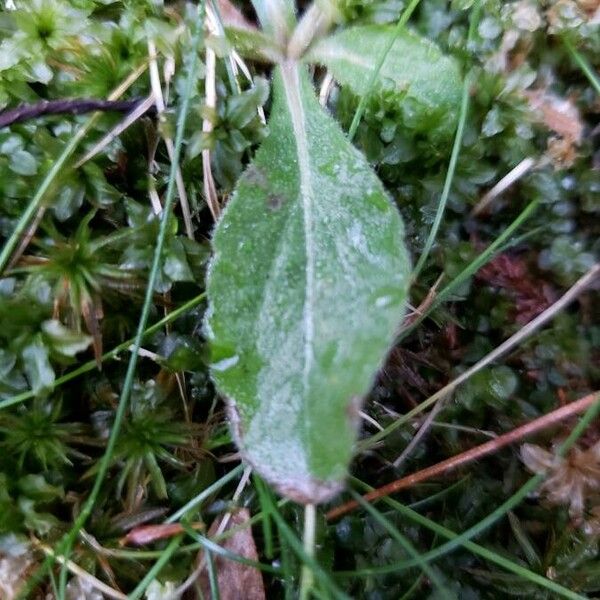 Erigeron pulchellus Leaf