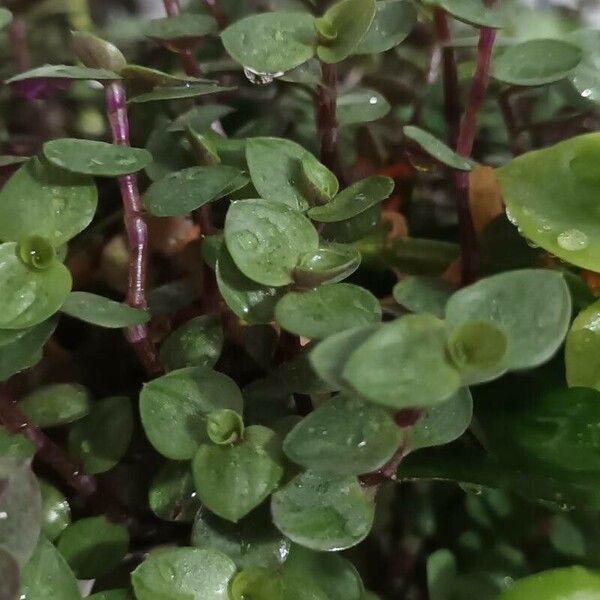 Callisia repens Leaf