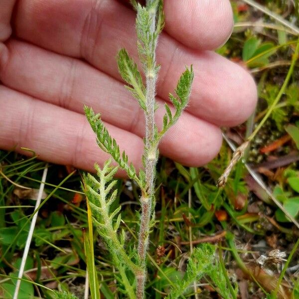 Achillea atrata Casca