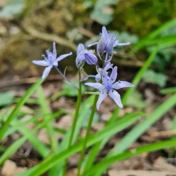 Hyacinthoides italica Květ