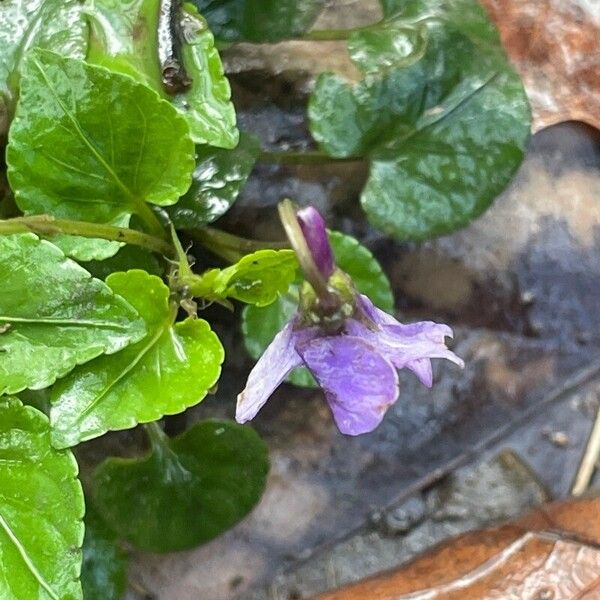 Viola reichenbachiana برگ