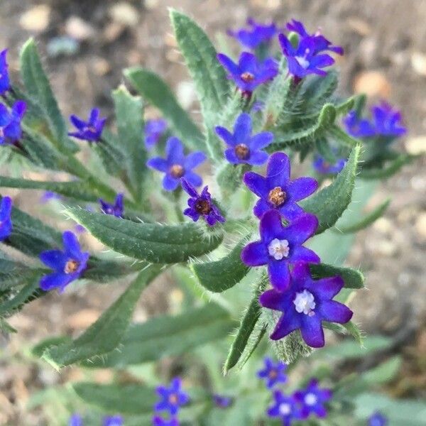 Anchusa officinalis Flower