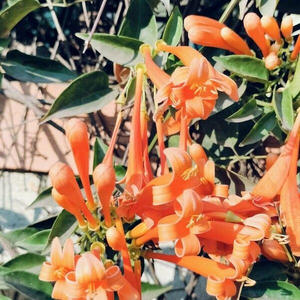 Pyrostegia venusta Flower