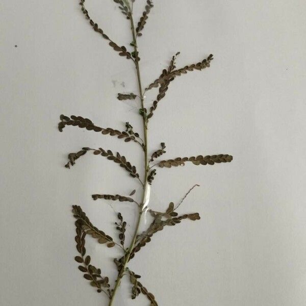 Phyllanthus urinaria 葉