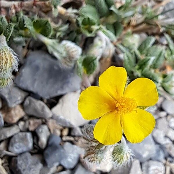 Helianthemum italicum Cvet