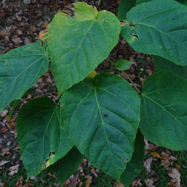 Acer davidii Leaf