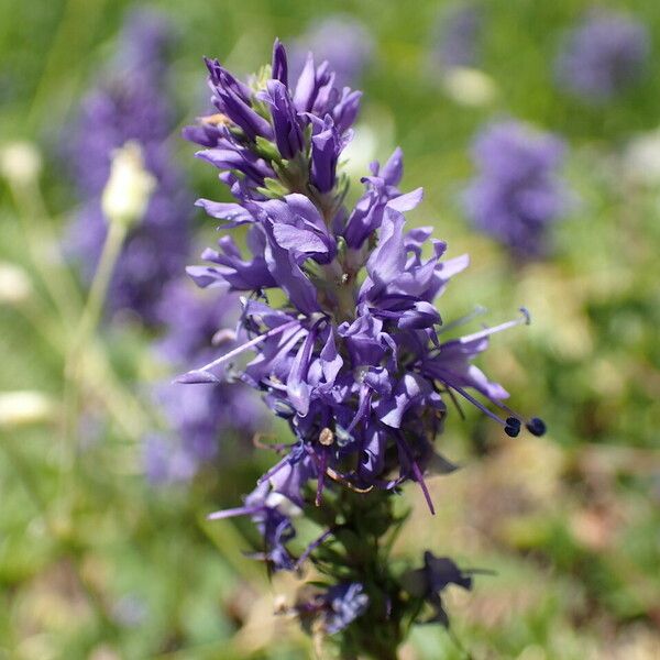 Veronica allionii Flower