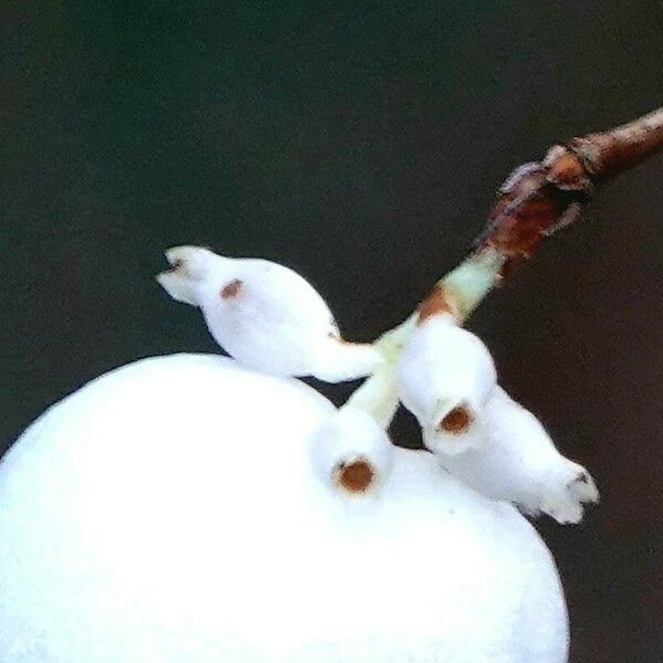 Symphoricarpos albus Fruitua