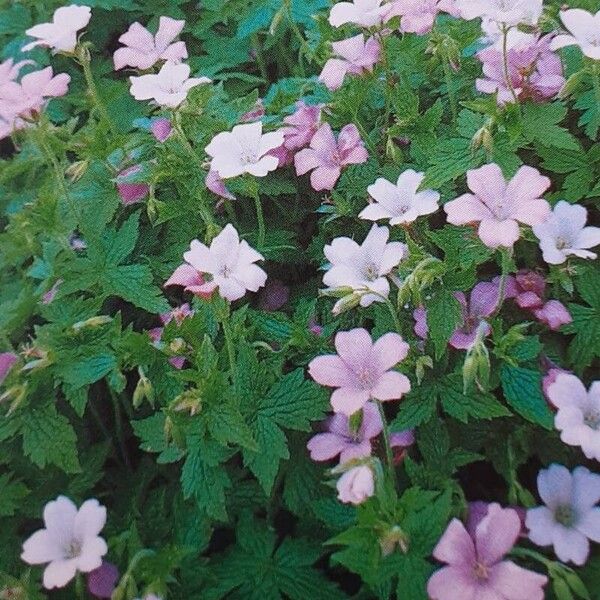 Geranium endressii Lorea