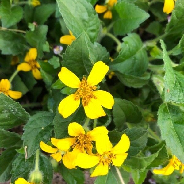 Chrysogonum virginianum Flower