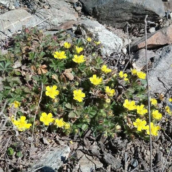 Potentilla neumanniana Flor