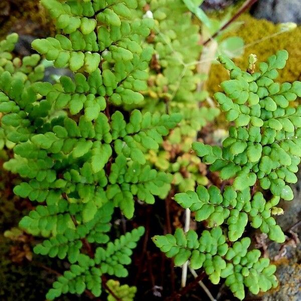 Hemionitis acrostica Lapas