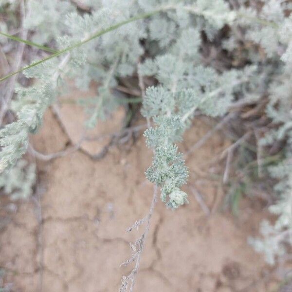 Artemisia frigida Folio